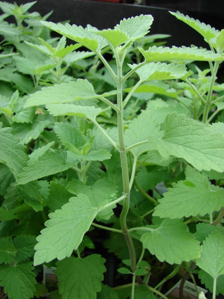 1000 Catnip Seeds - Nepeta cataria Seeds - Medicinal Herb - Cat Friendly! - Image 4 of 4