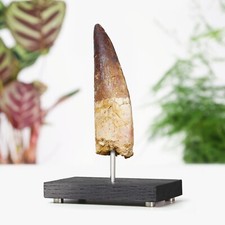 Large Spinosaurus Tooth Bespoke Solid Oak Stand Real Dinosaur Fossil Home Decor