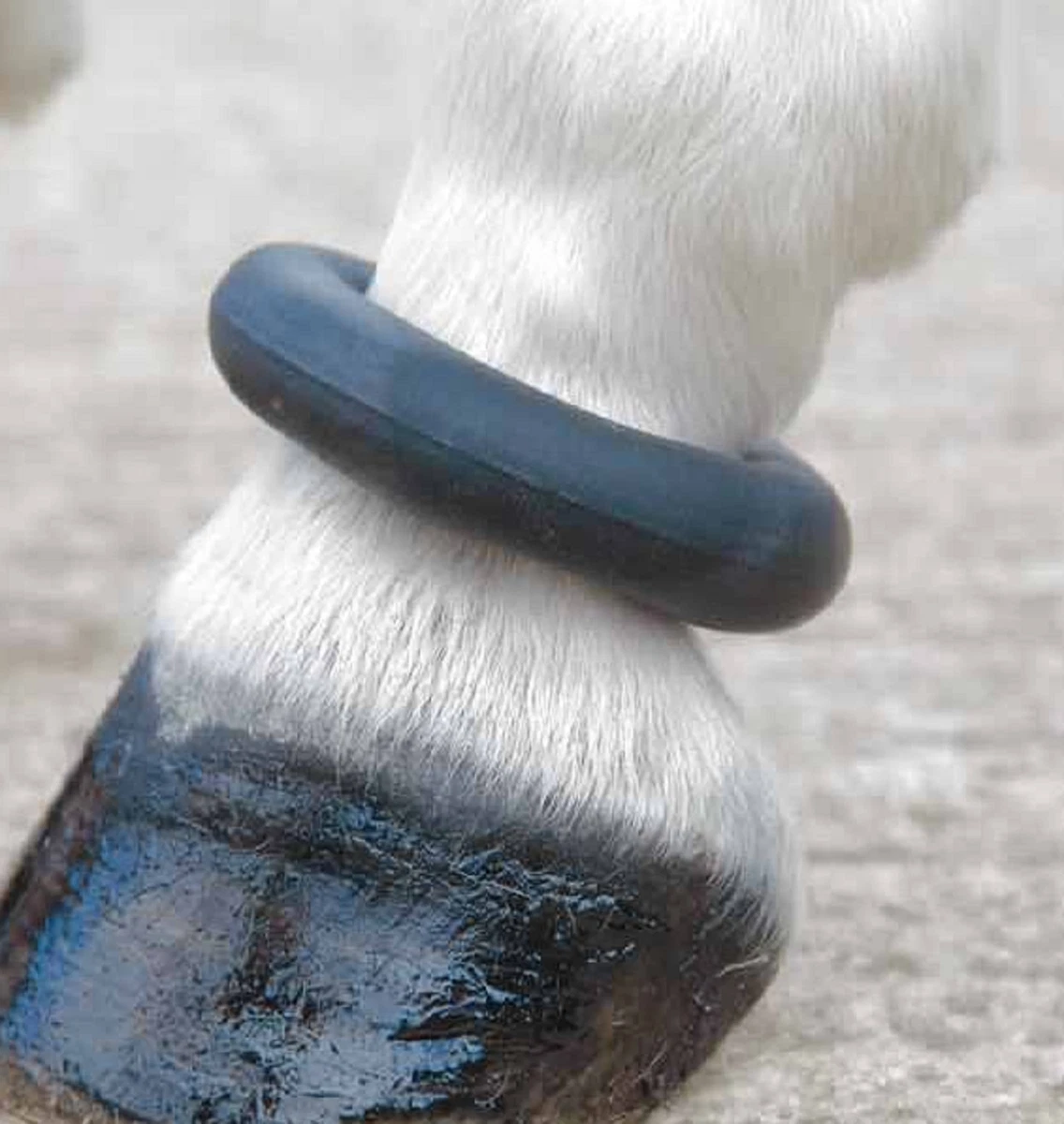 Fetlock ring hotsell