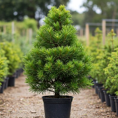 Norfolk Island Pine Tree Live Plant Indoor/Outdoor Araucaria Heterophylla  2-3 Ft | eBay