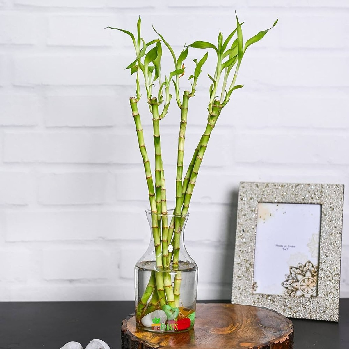 pflanze goldfruchtpalme Goldfruchtpalme - Dypsis lutescens main image 1