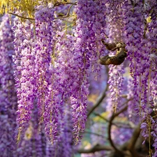 Wisteria Seeds – Elegant Fragrant Climbing Vine, Cascading Blooms 5 Seeds