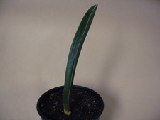 Sansevieria scimitariformis  Black   Zimbabwe 8 --- Rare Succulent