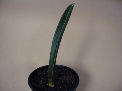 Sansevieria scimitariformis Black (Zimbabwe #8) --- Rare Succulent | eBay