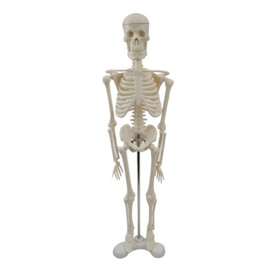 Movable Arms & Legs Scientific Model Study Basic Detail of Human Skeletal System