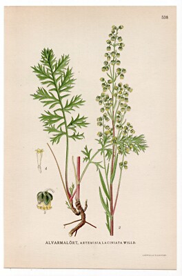 1926 Lindman Botanical Flower Print, Siberian wormwood (Artemisia laciniata)