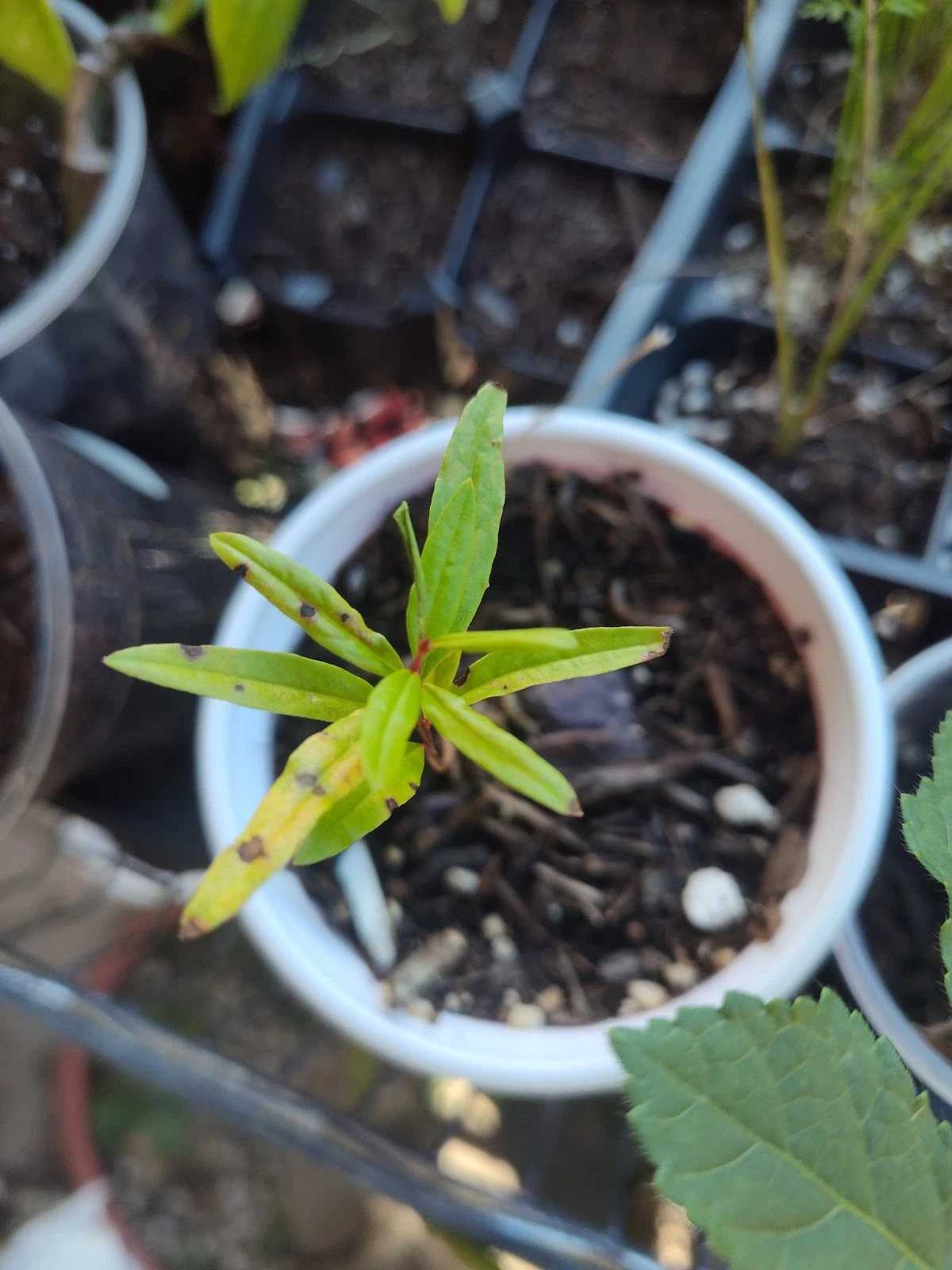 Pomegranate Live Tree Seedling - Free Shipping!