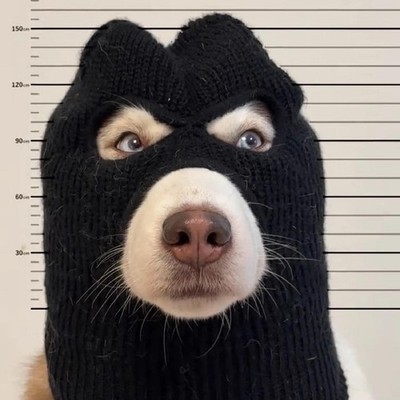 Lustiges Gangster-Hundekostüm, winddicht, lustige Strickohren, warme Mütze,