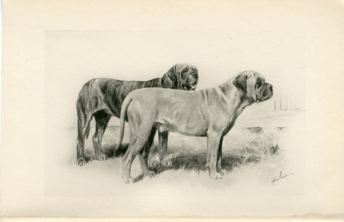 MASTIFF DOGS RARE 1893 ANTIQUE DOG ART PRINT BY ARTHUR WARDLE
