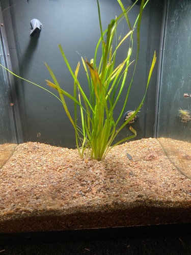 Aquarium Substrate Depleted Granite Natural Gravel Pebbles Fish Tank Avg 5mm - Picture 3 of 5