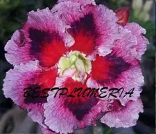 Adenium Obesum - Desert Rose "SWAN  DRAGON" - 5 seeds  58 