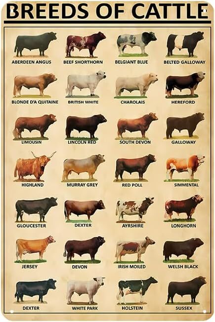 Vintage ART Metal Cattle Breeds Knowledge Poster - Retro Tin Sign