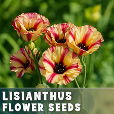 Dream Lisianthus Seeds - 100 Seeds Garden Bloom Flower Seed Non Gmo