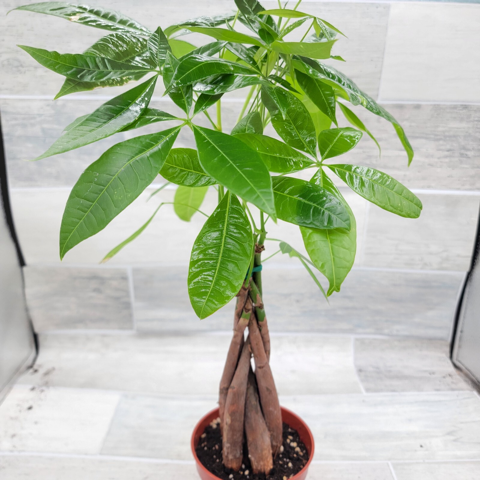 Money Tree,Pachira aquatica Live Rare House Plants-in 4" pot Indoor Decor Green