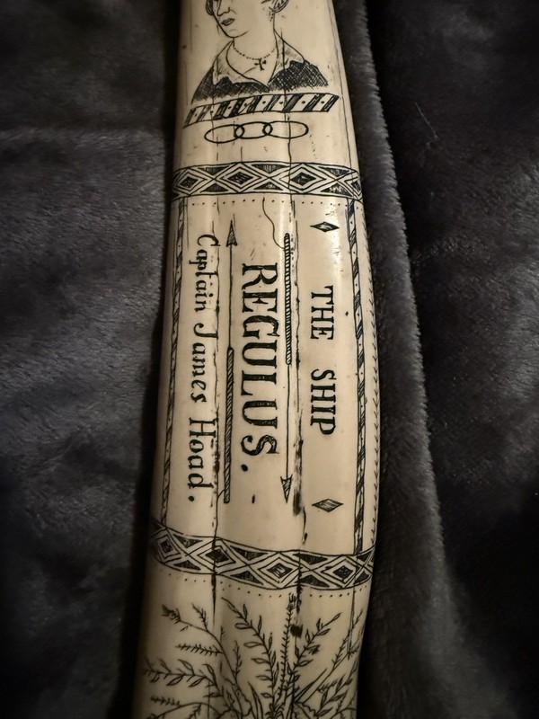 Scrimshaw Tusk 15 Inch The Ship Regulus, Captain James Hoad Resin Reproduction