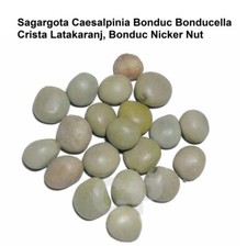 Sagargota Caesalpinia Bonduc Crista Latakaranj Bonduc Nicker Nut 100gm 3.5 OZ '