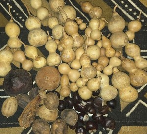 Dried Gourds Fruit Chestnuts for Crafting DIY Art Projects 30+