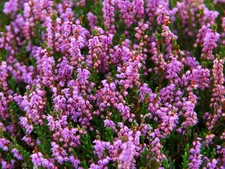 Scottish Heather - Calluna vulgaris - 0.1g seeds (1000 approx)