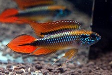 Apistogramma Agassizii Live Freshwater Dwarf Cichlid/Peaceful Aquarium Fish