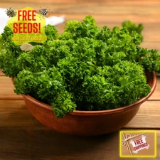 Fresh Moss Curled Parsley Seeds | Heirloom Non-GMO | Herb Seeds