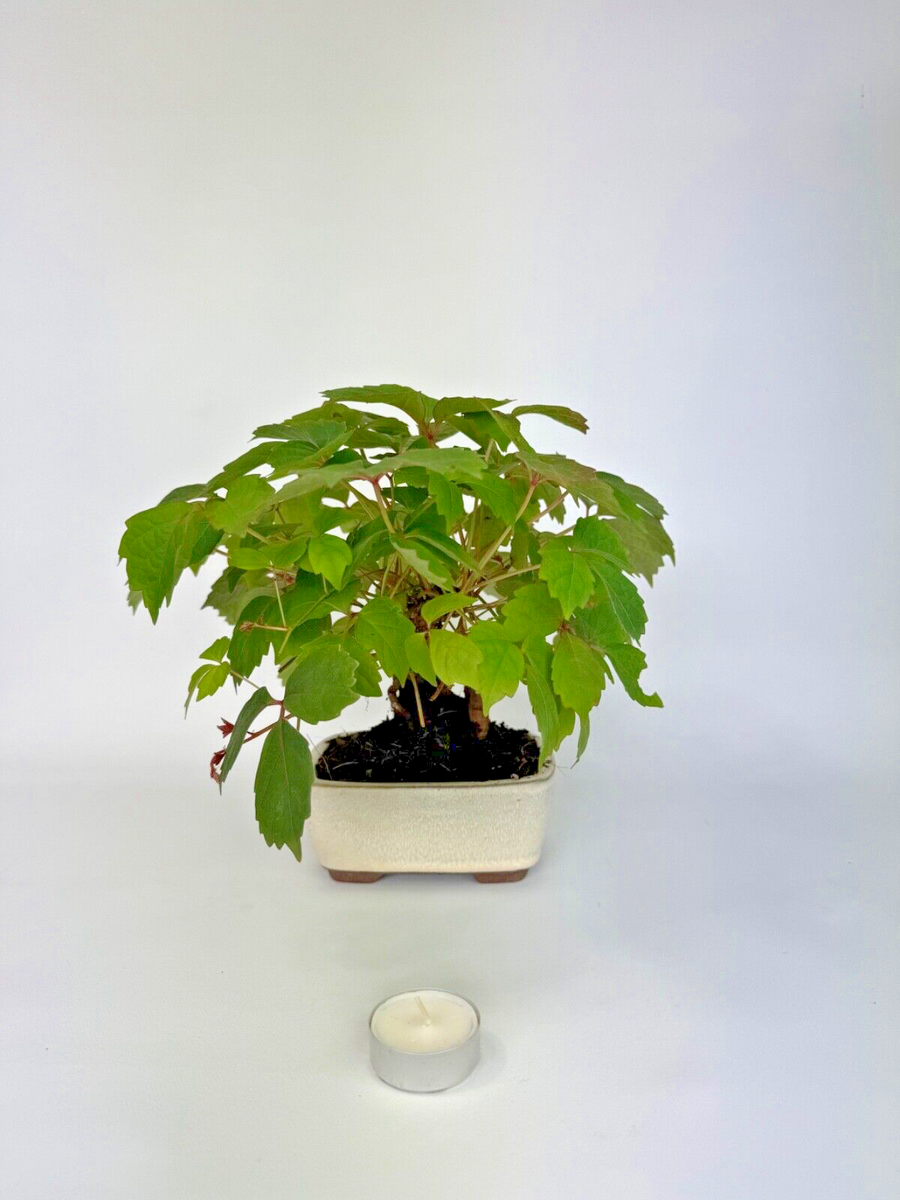 bonsai geschft 'Birdie' the Caribbean Banyan