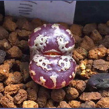 10x Conophytum Pellucidum Terricolor Spektakel Pass MR015 Seeds - Tiny Succulent