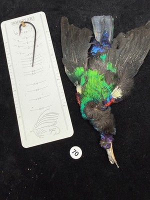 Sun Bird  skin for fly tying 70