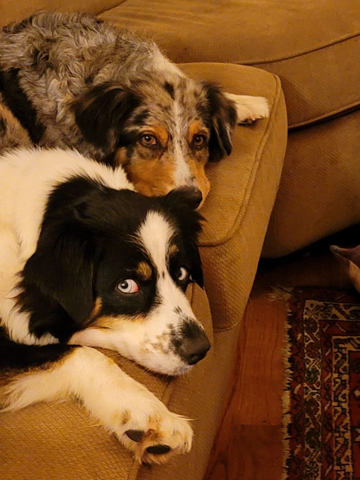 Factory Sealed - A5K-02817 Microsoft SQL Server 2008 R2 Workgroup 5 CAL - Image 4 of 4