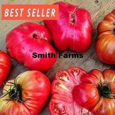 50 Seeds Brobdingnagian Tomato Vegetable Garden Planting Tomatoes