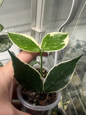 Hoya Polyneura Albomarginata - Outer Variegated Active Growing