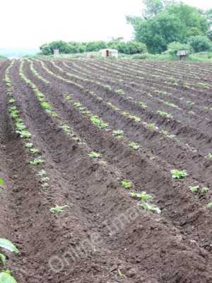 Foto 6x4 Kartoffelanbau, Chalbury Chalbury\/SU0106 Tough Colombian Farme c2010