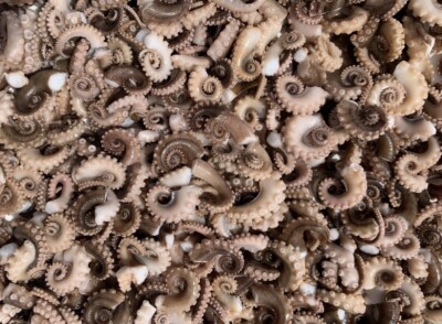 Wholesale Wet Specimen Octopus 100 Tentacles