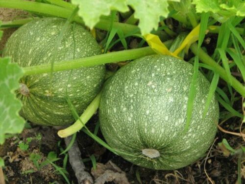 Round Zucchini Summer Squash Seeds, NON-GMO, Variety Sized Packets, FREE SHIP - Afbeelding 1 van 2