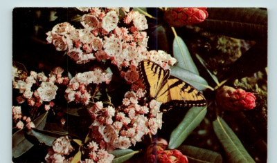 Vintage Postcard Yellow Butterfly Mountain Laurel & Rhododendron Buds