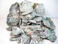 Abalone Pieces 10 POUNDS Wholesale Jeweler Jewelry Making Artist Nor Calif Coast