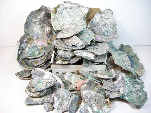 Abalone Pieces 10 POUNDS Wholesale Jeweler Jewelry Making Artist Nor Calif Coast