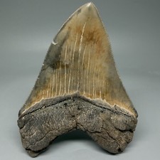 4.85" Sharply Serrated Fossil MEGALODON Shark Tooth - High Quality Meg