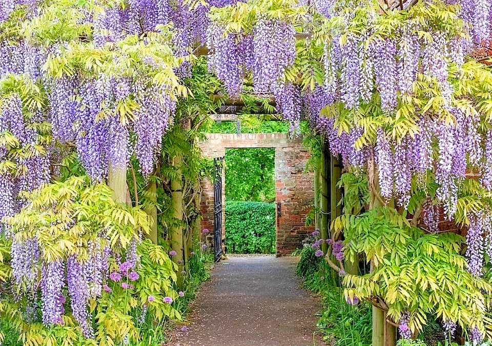 Purple Wisteria Sinensis Live Plant - 6-12 Tall 2.5" Pot - Cold Hardy Zones 5-9 - Image 3 of 4