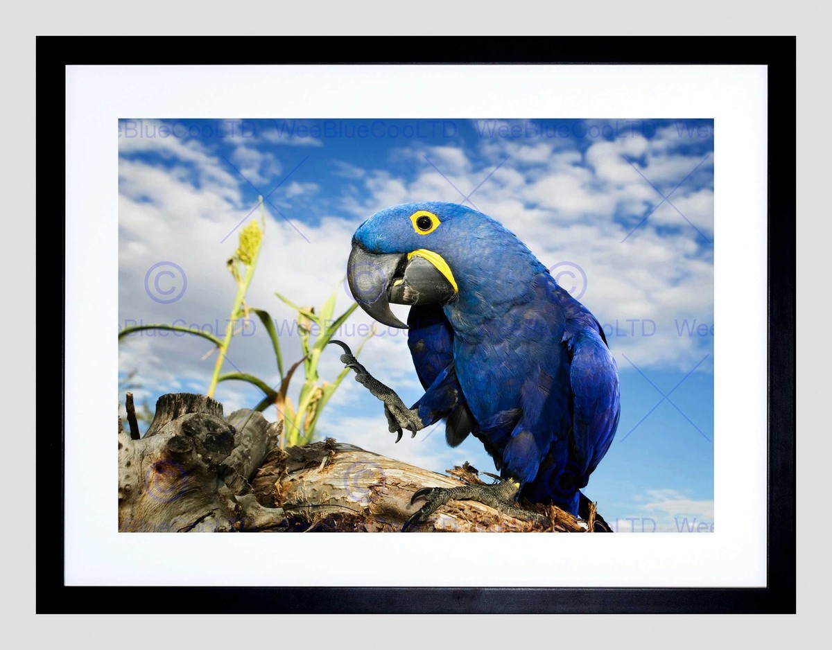 Hyacinth Macaw Comprar Parrot HYACINTH MACAW PARROT BIRD BLACK