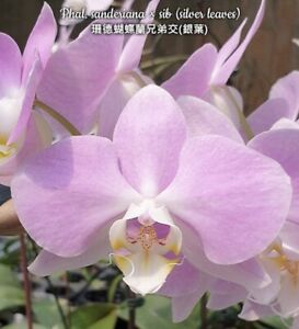 Phal Schilleriana | eBay Phal Schilleriana | eBay