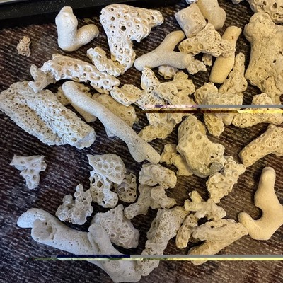 Dry Reef Coral Fragments 236.1 Grams