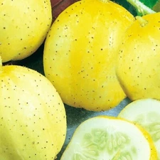 Lemon Cucumber Seeds |  NON-GMO Cucumber Seeds | Heirloom Garden Seeds