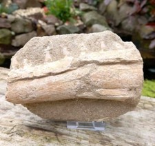 FOSSIL MOSASAUR JAW HALISAURUS ORIGINAL  MATRIX  DINOSAUR  TEETH MOROCCO 