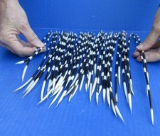 50 piece lot of South African Porcupine Quills 7 to 14 inches #51730