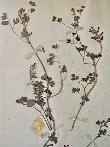 Botanical - Herbarium Board 19th - Dried Plants - Fumariaceae 7 - Picture 5 of 5