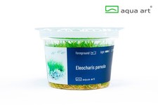 Aquariumpflanze Zwerg-Nadelsimse Eleocharis parvula In Vitro Becher by Aqua Art 