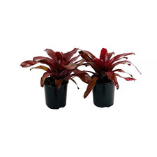 2.5 Qt. Bromeliad Neoregelia Plant Burgundy in 6.33 In. Grower'S Pot 2-Plants