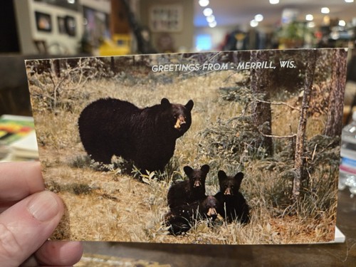  Wildlife Vintage Postcard Lot of 4 From Merrill, Wisconsin 1950s-60s NOS - Bild 4 von 7