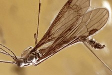 Świetna skamielina ŻURAWIA LIMONIIDAE długie nogi oryginalny bursztyn bałtycki + hq Pic 260326
