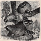 Raccoons - North American Tree Climbing Mammals 1883 Antique Engraving